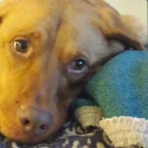 Meet your Posher, Rosemary